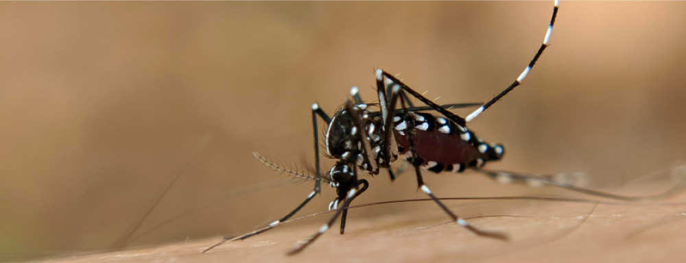 mosquito da dengue e vacina da dengue